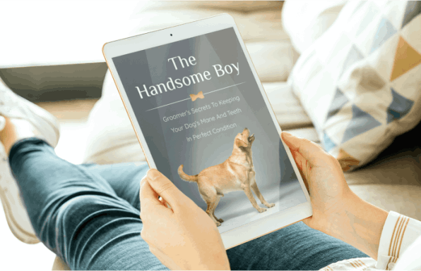 UltraK9 Pro Mobirise Website Builder