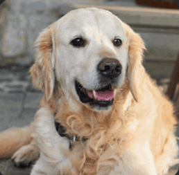 UltraK9 Pro™: Natural Support for Hearing Clarity and Cognitive Health